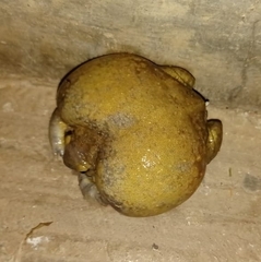 Uperodon globulosus