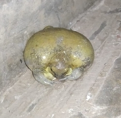 Uperodon globulosus