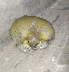 Uperodon globulosus