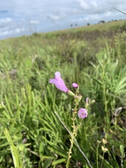 Physostegia purpurea