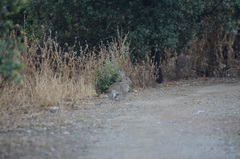 Oryctolagus cuniculus