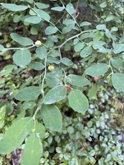 Erysiphe penicillata