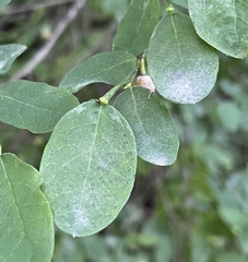 Erysiphe penicillata