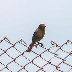 Phoenicurus phoenicurus