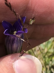 Gentianopsis holopetala