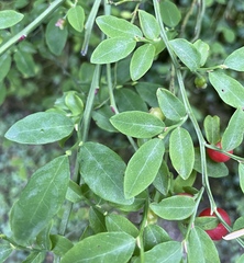 Erysiphe penicillata
