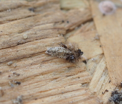 Dahlica triquetrella