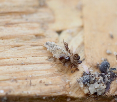 Dahlica triquetrella