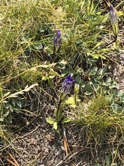 Gentianopsis holopetala