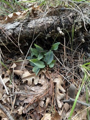 Goodyera oblongifolia