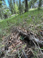 Goodyera oblongifolia