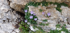Campanula raineri