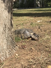 Testudo marginata