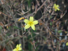 Mycelis muralis
