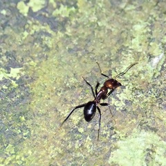 Camponotus nicobarensis