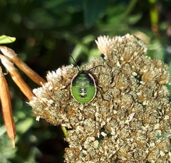 Chlorochroa persimilis
