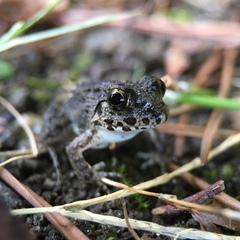 Fejervarya kawamurai