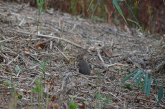 Oryctolagus cuniculus