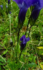Gentianopsis thermalis