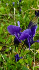 Gentianopsis thermalis