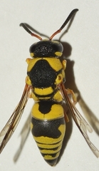 Euodynerus variegatus