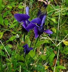 Gentianopsis thermalis