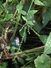 Verbena scabra