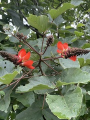 Erythrina breviflora