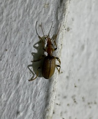 Dryptinae