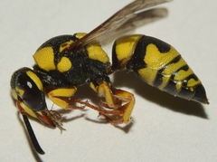 Euodynerus variegatus