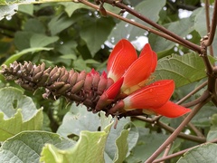 Erythrina breviflora