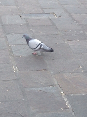 Columba livia