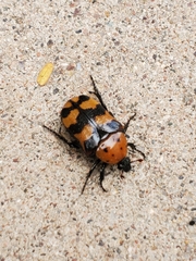 Euphoria fascifera