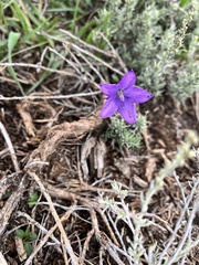 Campanula parryi