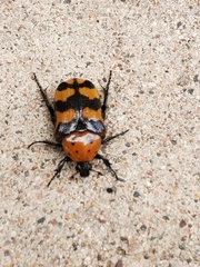 Euphoria fascifera