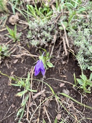 Campanula parryi