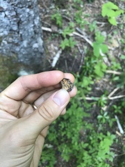 Hydnotrya variiformis