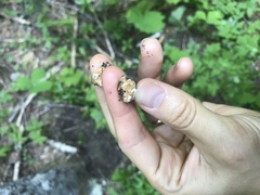 Hydnotrya variiformis