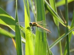 Sympetrum depressiusculum