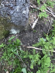 Hydnotrya variiformis