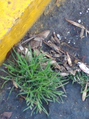 Poaceae