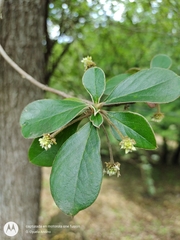 Daphnopsis monocephala