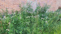 Impatiens glandulifera