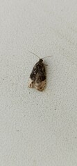 Apotomis betuletana