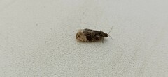 Apotomis betuletana
