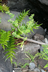Euphorbia azorica