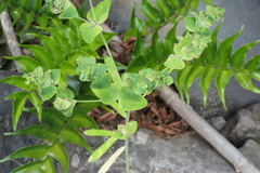 Euphorbia azorica