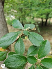 Daphnopsis monocephala