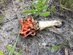 Lysurus corallocephalus