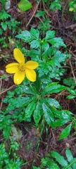 Bidens ostruthioides